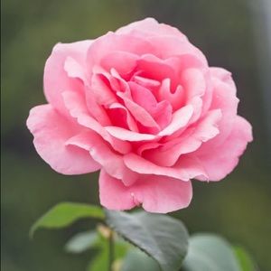 Meet your Posher, Bahia